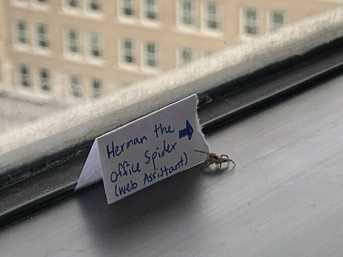 Herman, la araña de la oficina (asistente de webs)