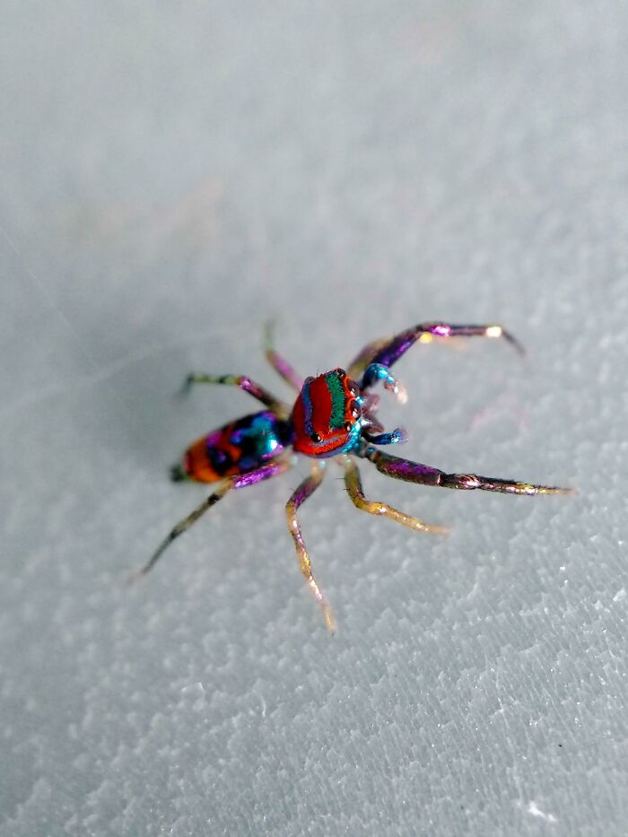 No se puede ser más colorida