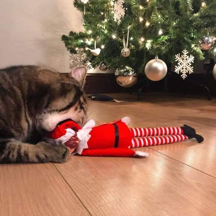 The Real Miracle Of Christmas Will Be If The Elf Survives