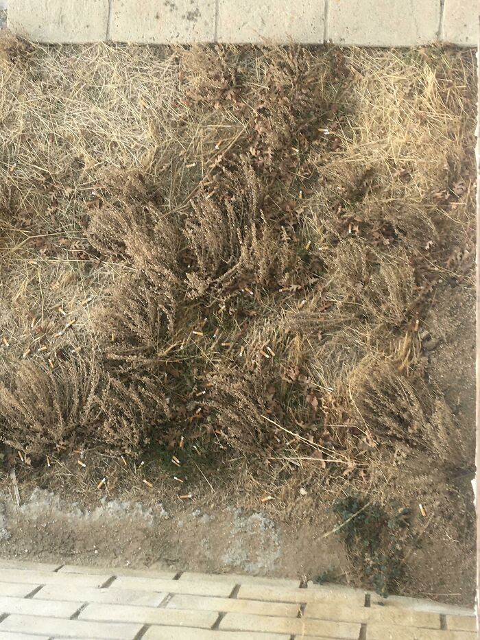 Hosted My Father Over 10 Days For Christmas. He Left This In My Yard As A “Thank You” I Guess. Note The Dry Brush And The Location Is Right Outside Of My 8 Year Old’s Bedroom