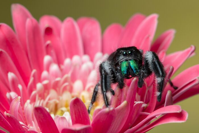 This Is Bobby, My Pet Jumping Spider!