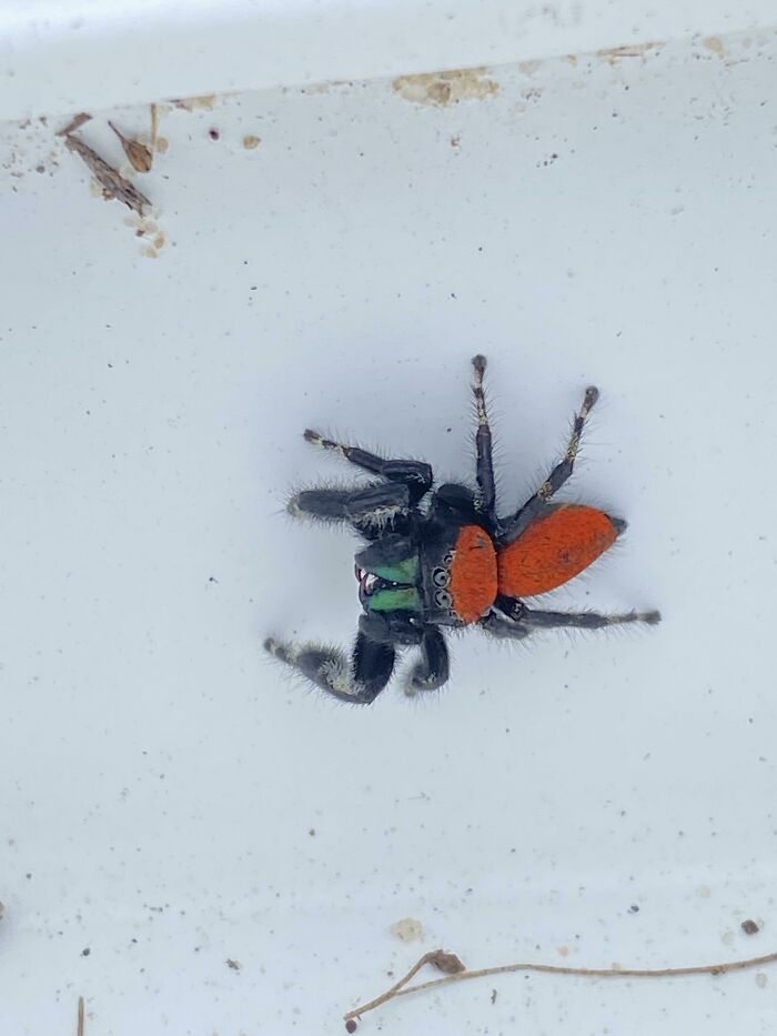 Cute Baby, Southeast US!