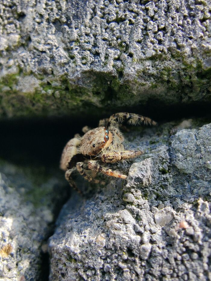 Cute Jumping Spider I Found Today