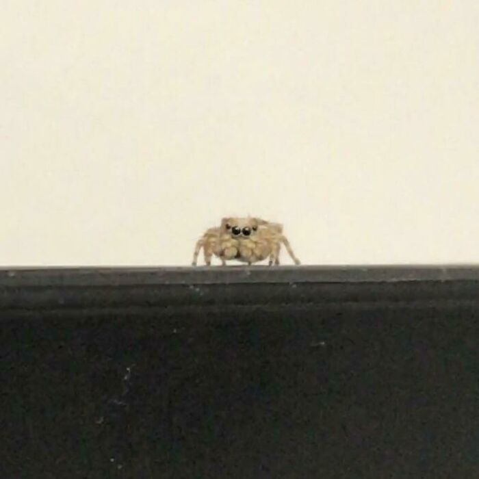 This Sweet Little Baby Was Chilling On A File Holder Next To My Office’s Copy Machine