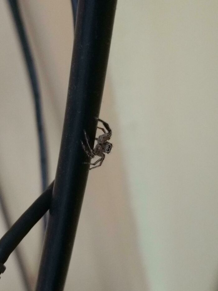 Cute Lil Housefly Catcher