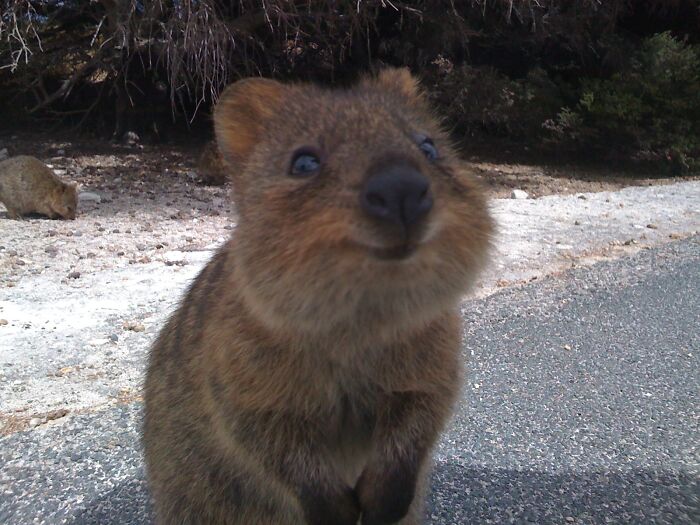 Happy Quokka Is Happy