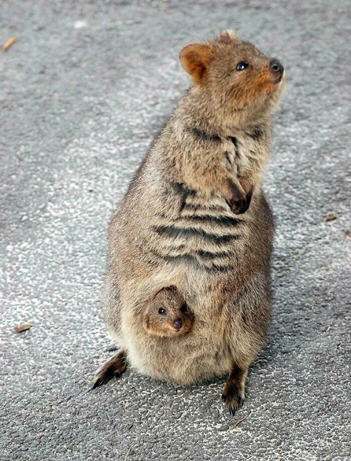 Momma Quokka Proud Of Her Baby