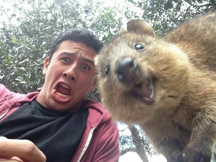 Omg Quokka!