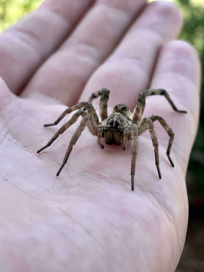 A Pretty Gal I Met Yesterday