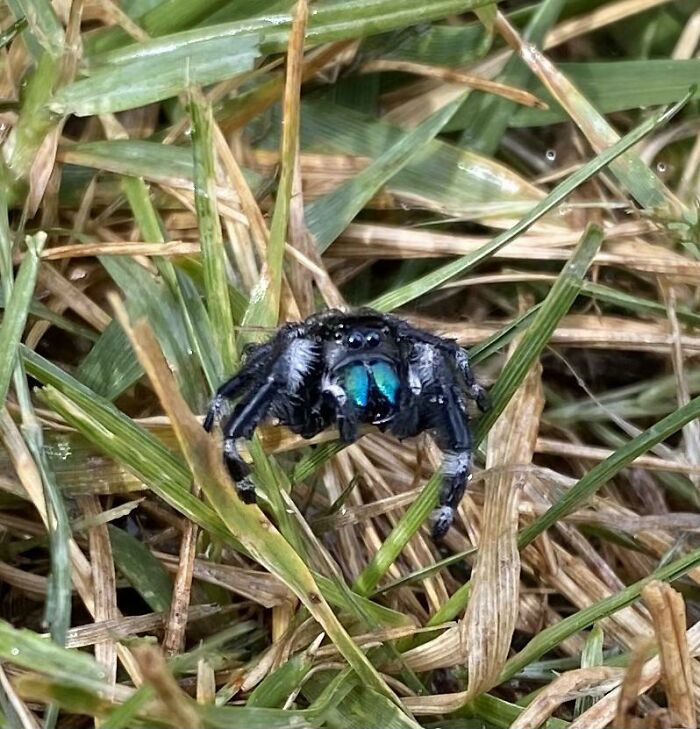 Cute Little Guy From Sacramento, USA