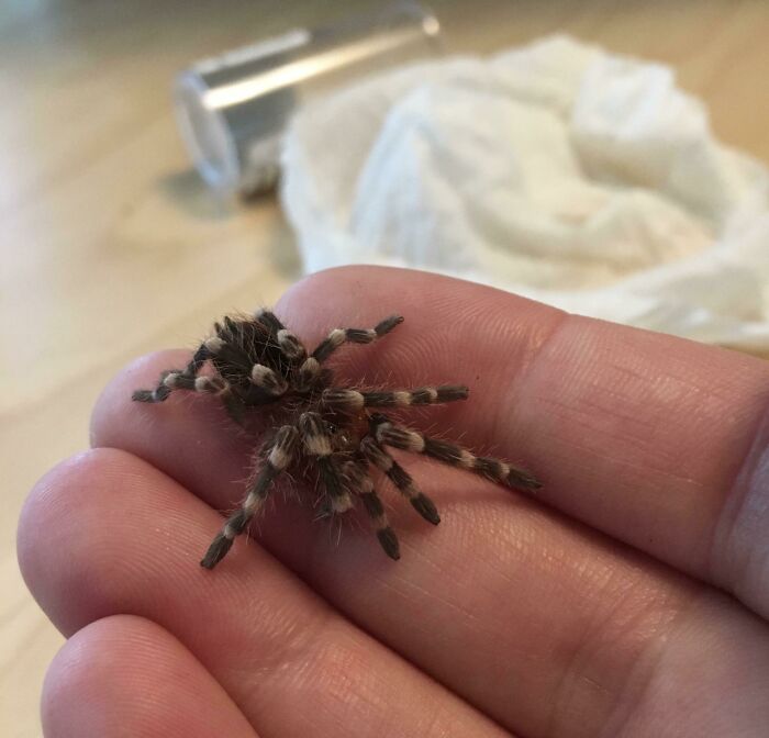 Those Stripey Legs Are Too Damn Cute!