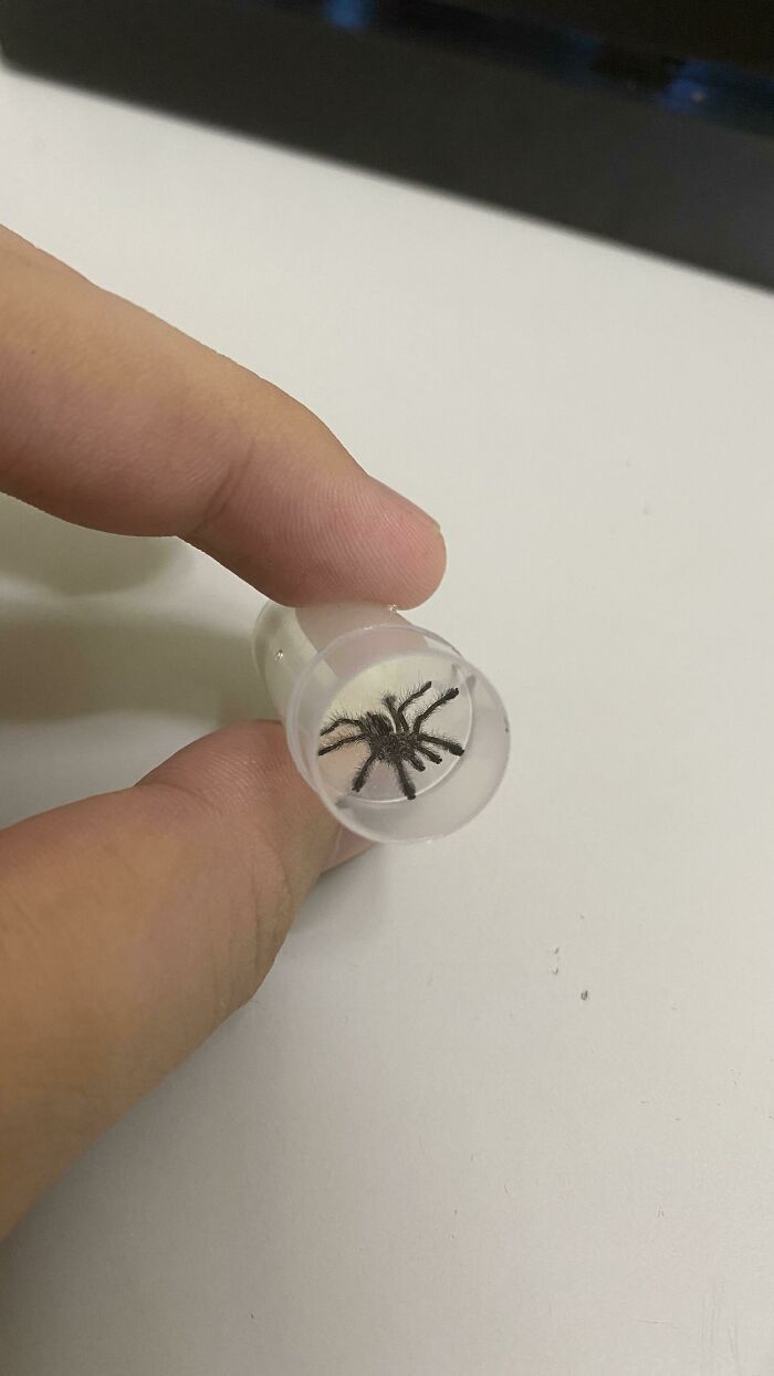 Finally Got My Hands On This Cute Avic Purpurea