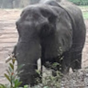 iandallenbach avatar