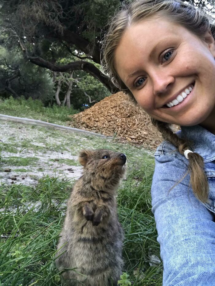 Quokka Mirin