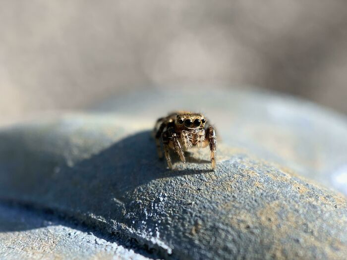 Found A Cute Jumper On A Fence Today In Portland, Oregon