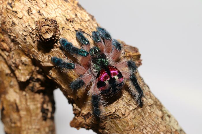 She’s Built Like A Raspberry