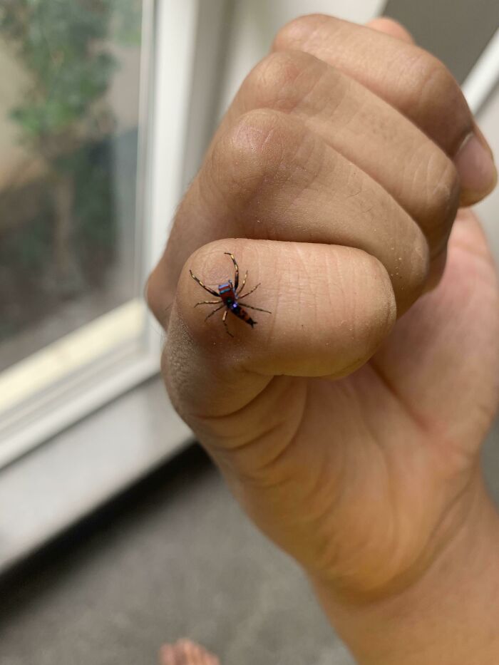 Found The Spiderman Spider In My House