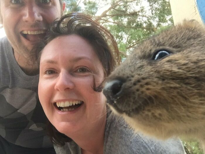 Quokka Photobombing A Selfie