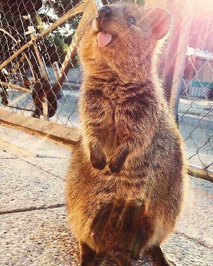 This Quokka