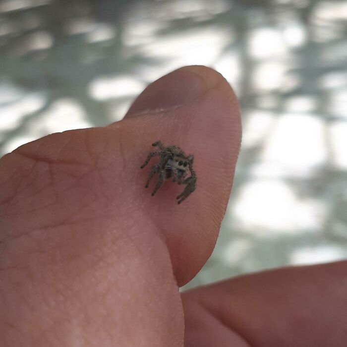 Had To Rescue My Wife From This "Giant Tarantula" This Morning