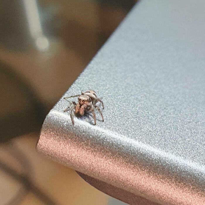 Bouncy Boy On My Laptop