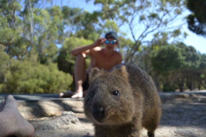 Quokka!