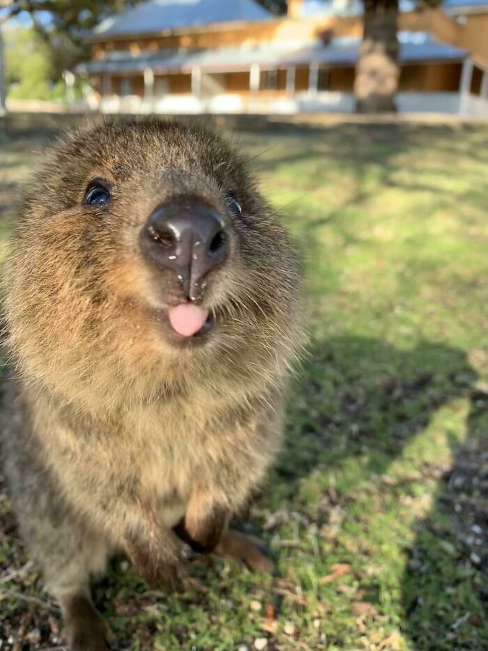 Little Quokka Mlem