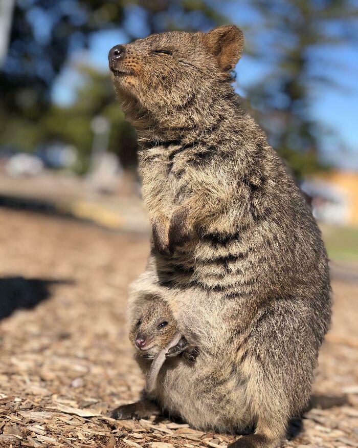 Proud Quokka Mum With Her Joey On Rotto (Rottnest Island), Western Australia