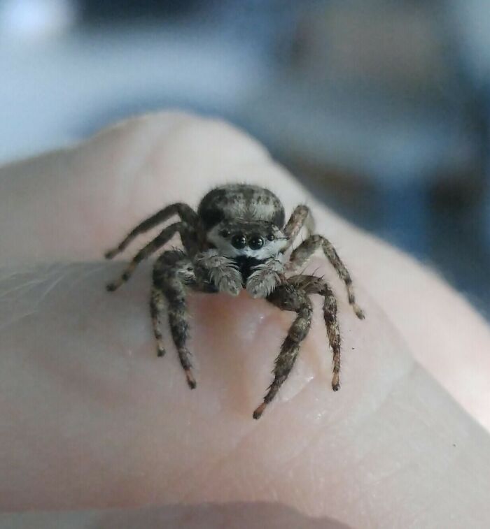 Cute Little Platycryptus Undatus I Spotted Today