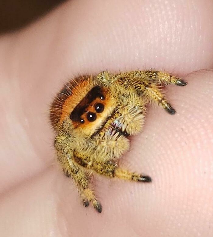 My Beautiful Phidippus Regius