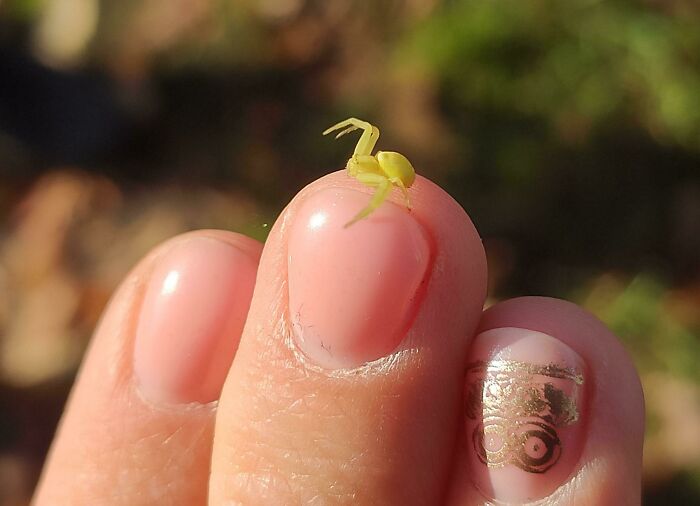 Lovely Little Green Friend On My Wife's Finger