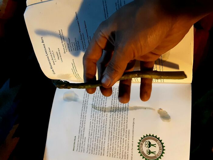 My Son Came Home From School (2nd Grade) And Had A Cooked Asparagus In His Workbook. He Says He Can't Remember How It Got There