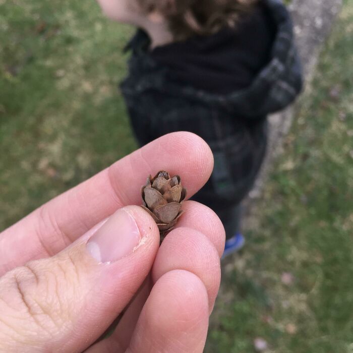 Was Unable To Convince My Worried Son That This Was Not A Mini Beehive Filled With Mini Bees