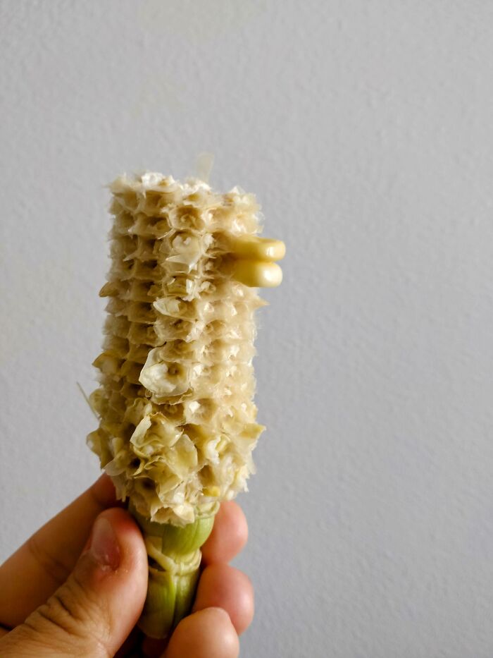 "Quack Quack" (Courtesy Of My 7-Year-Old Daughter Who Thought This Was Hilarious And Wanted To Share It With Y'all)