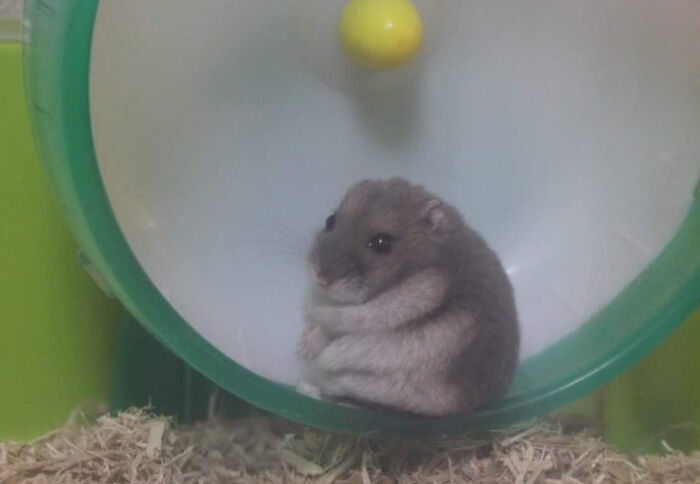 Chonky Hamster