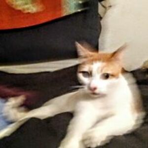 carriekelly10 avatar