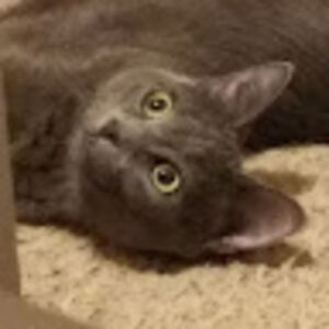 iamlokittyofmeowsgard avatar