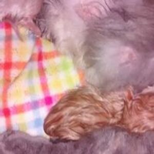 schavez195309 avatar