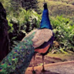 jasperpeacockgrey avatar