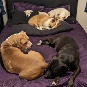 dogsmusicandmaryjane avatar