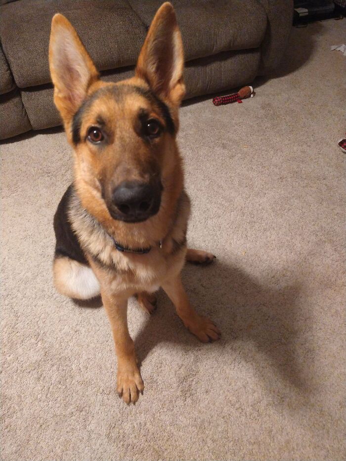 ¡Hoy mis padres nos presentaron al nuevo miembro de la familia! 