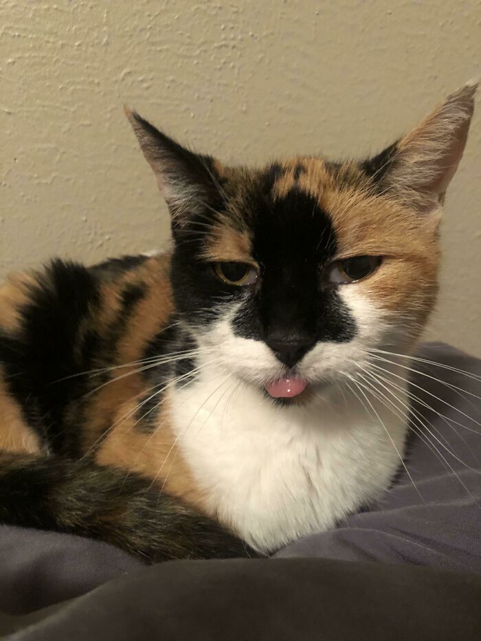 Adopted A Toothless 14 Year Old. She Spent 4 Years In The Shelter Waiting For Me To Find Her. I’ve Named Her “Belle” For Her Nose