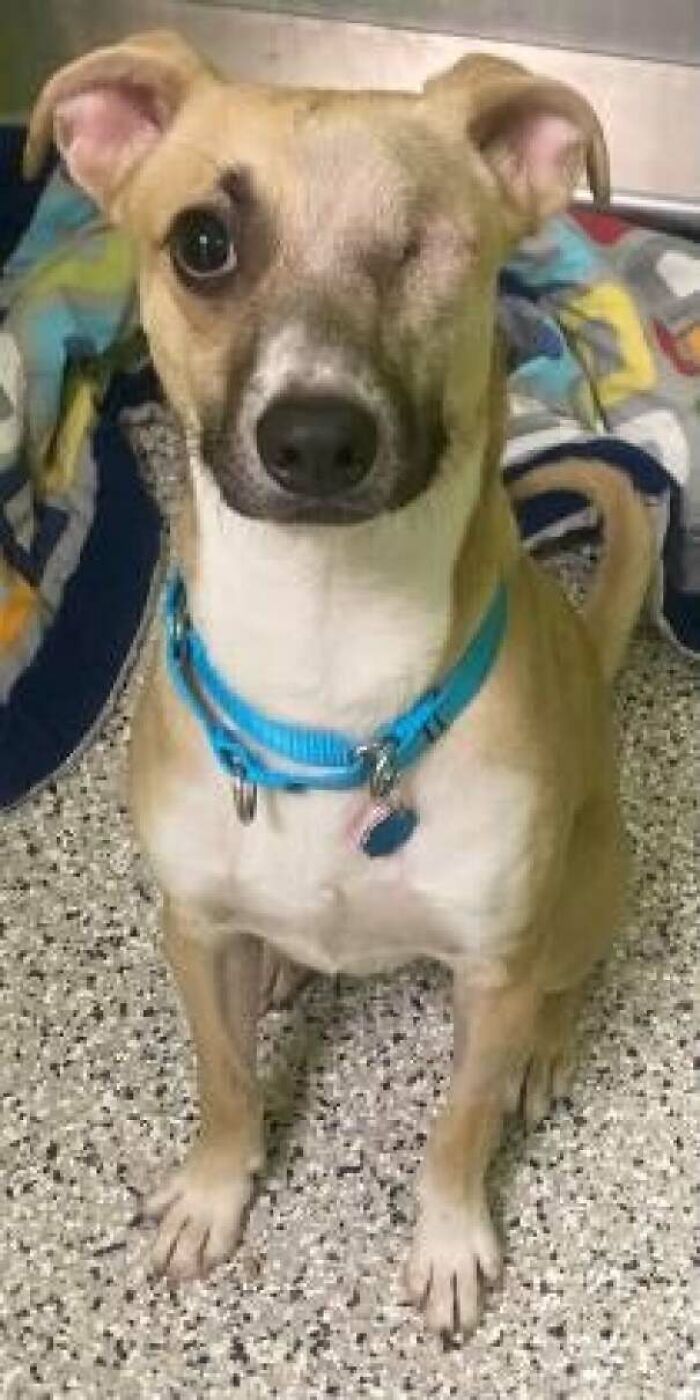 Acabo de adoptar a este amigo. Tiene un solo ojo. ¿Alguien tiene algún nombre para sugerirme? 