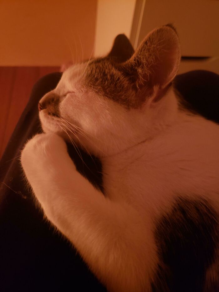 Just Adopted Yesterday, This Is 4am, Clover Was Crying Because She Was Lonely. It Will Be A Tired Day But Thats Ok. Worth A Couple Of Yawns