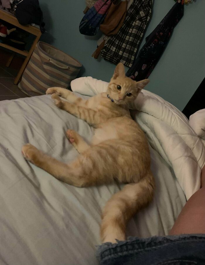 I Adopted Joe Yesterday, He Has Already Made Himself At Home