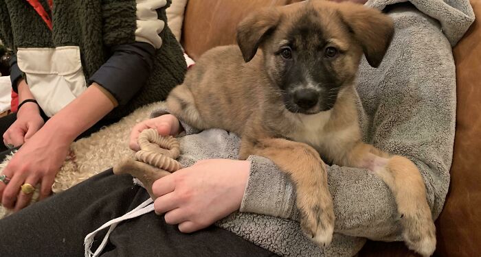 I Just Adopted A Puppy