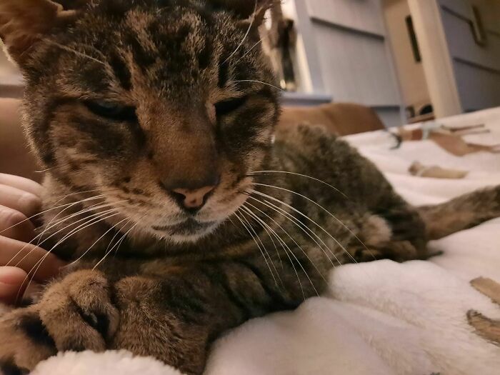 Hoy adopté a Leo. Conectamos al instante y ahora se encuentra dormido en mis abrazos 