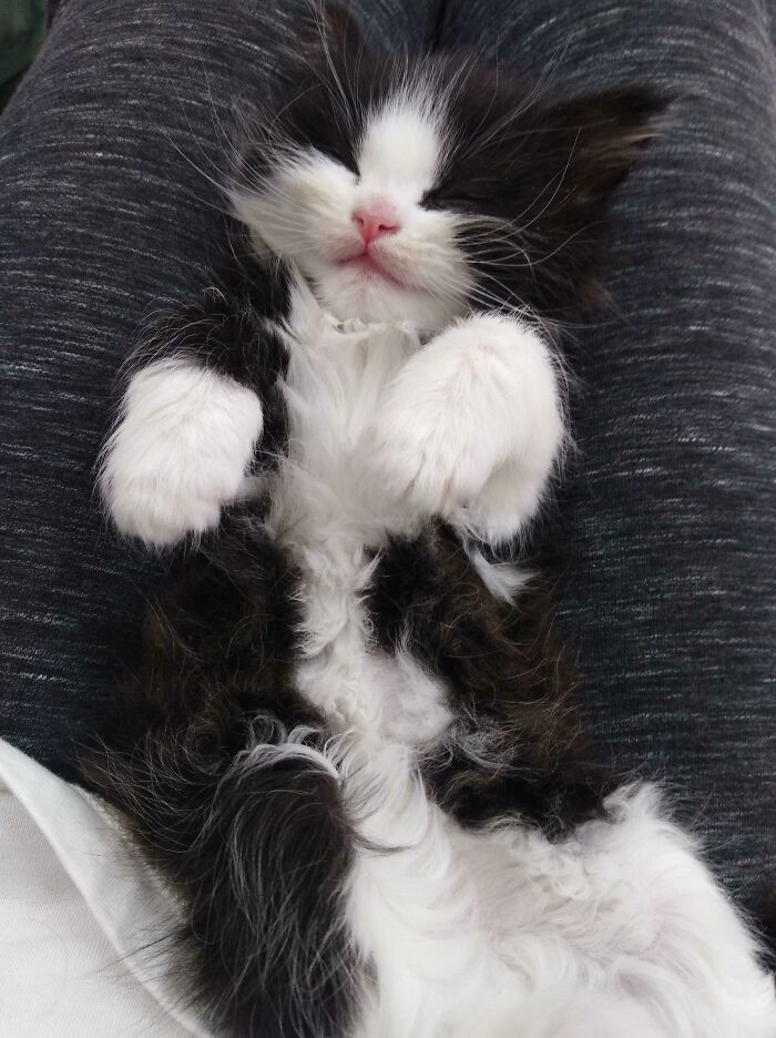 My New Adopted Cat Named Coconut! Hes A Sleepy Little Baby.