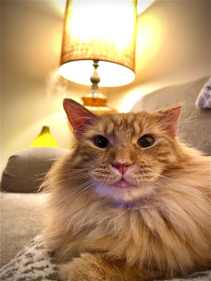 Adopting This Fluff Has Been A Fantastic Decision.