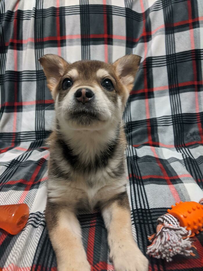 It's Yuffie's Big Adoption Day!! 🎉 Here's To Hoping Someone Welcomes This Adorable Face Into Their Hearts (And Home)! I'll Miss Your Little Wuffs!